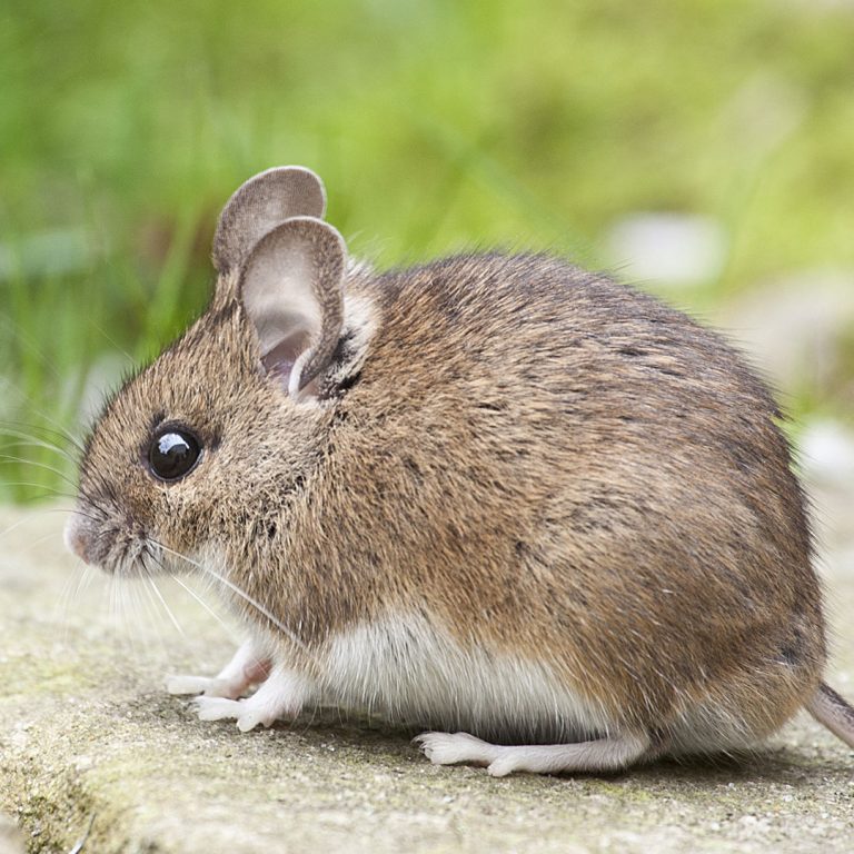rodents-mice-rats-control-pest-management-02