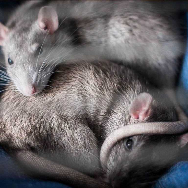 rodents-mice-rats-control-pest-management-05