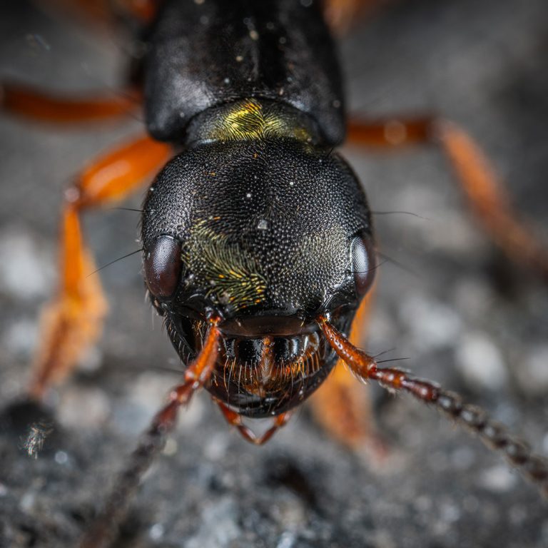 insects-flies-wasps-cockroaches-control-pest-management-06-768x768