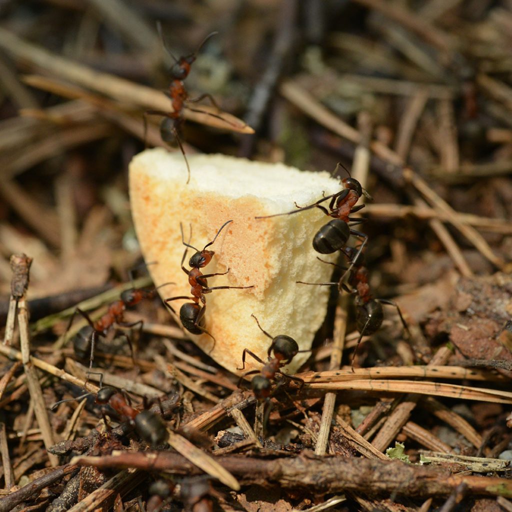 insects-flies-wasps-cockroaches-control-pest-management-07-1024x1024