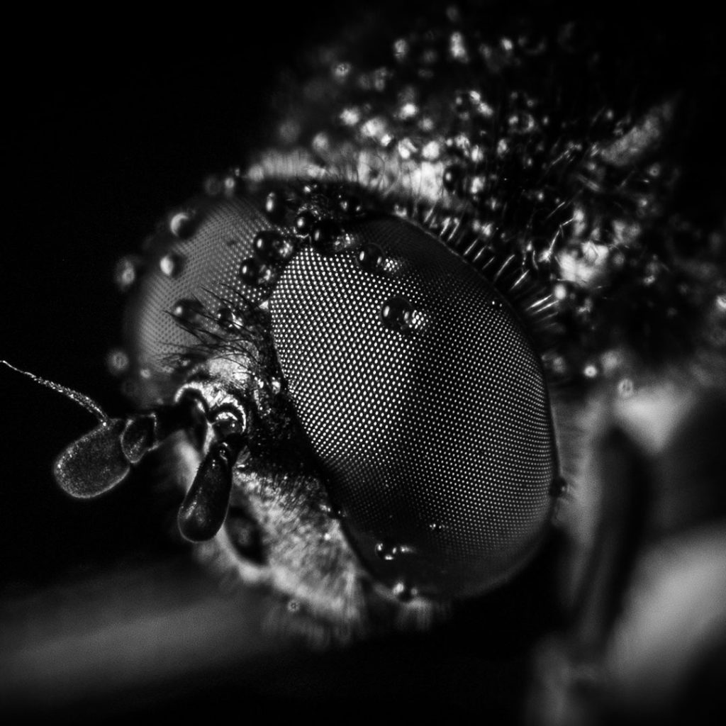 insects-flies-wasps-cockroaches-control-pest-management-10-1024x1024