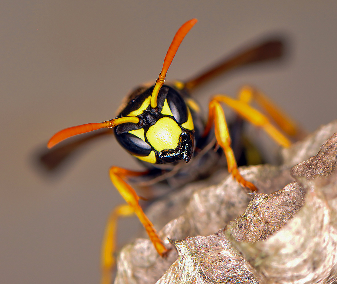 Wild wasps in a wasp hive